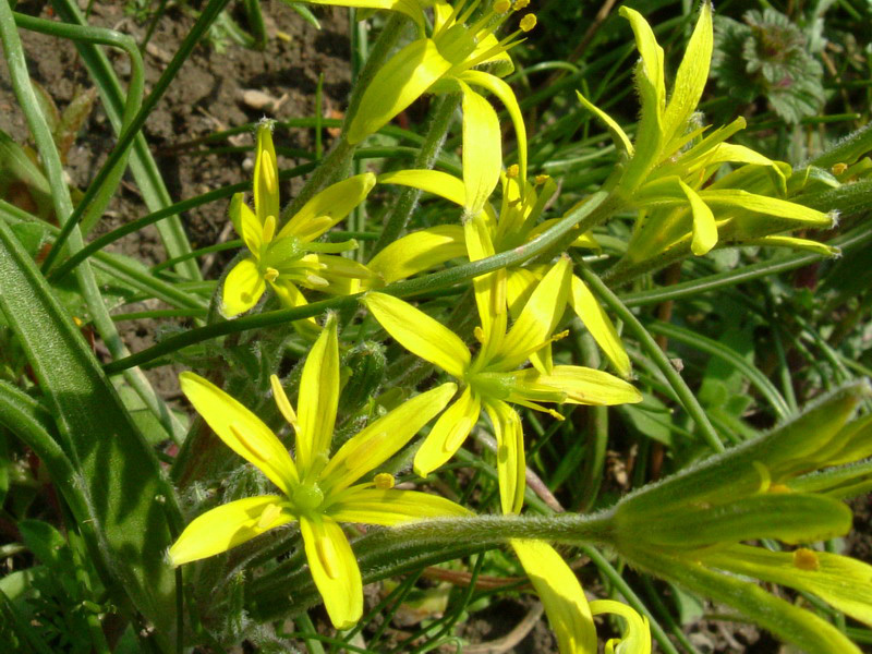 Lutea o Villosa??