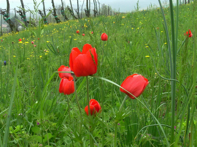 Che spettacolo - Anemone coronaria