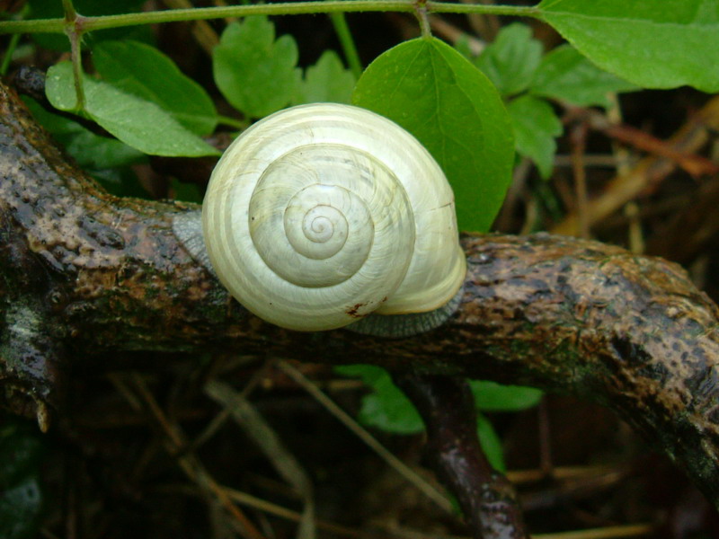 Lumache [galleria di Cepaea nemoralis]