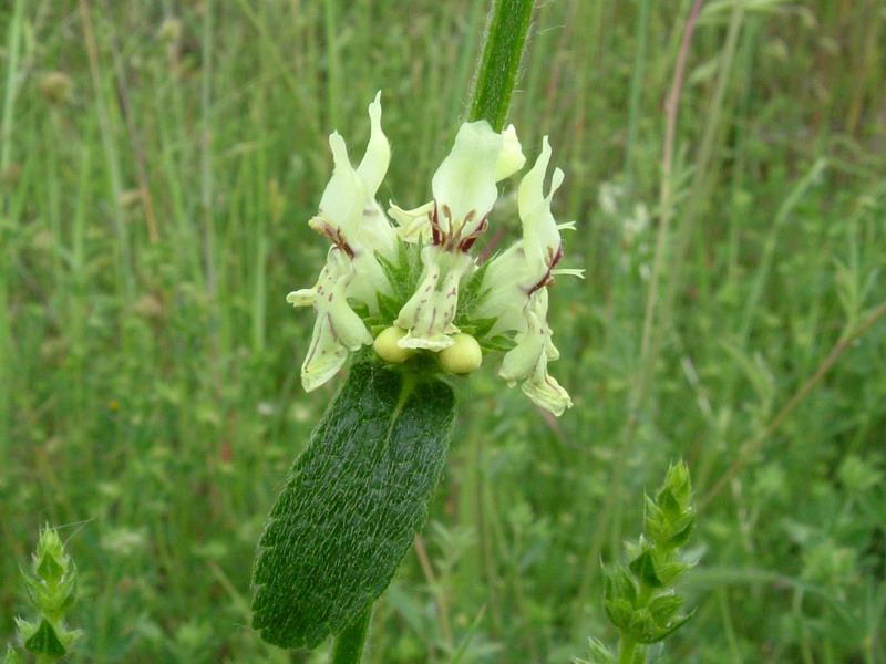 Lungo il greto....6 Stachys recta