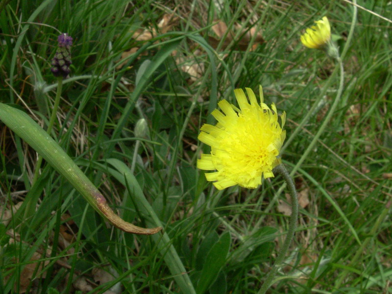 Fiore a foglie pelose con uncini?? Hieracium pilosella