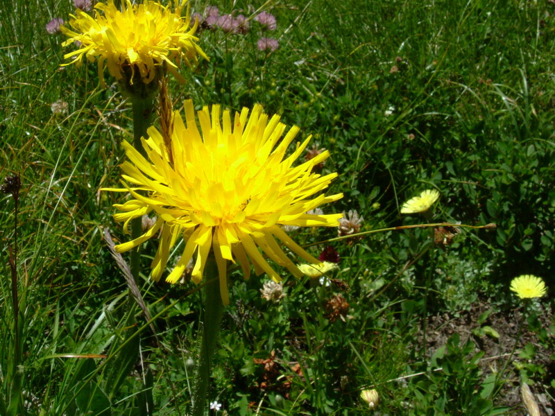 Hypochaeris uniflora / Costolina alpina