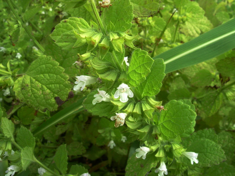 Melissa officinalis / Melissa vera