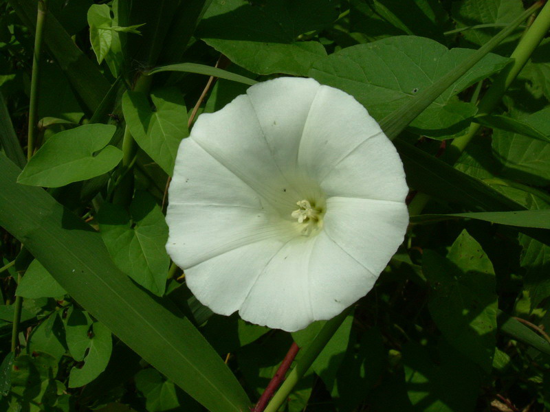 Calystegia sepium