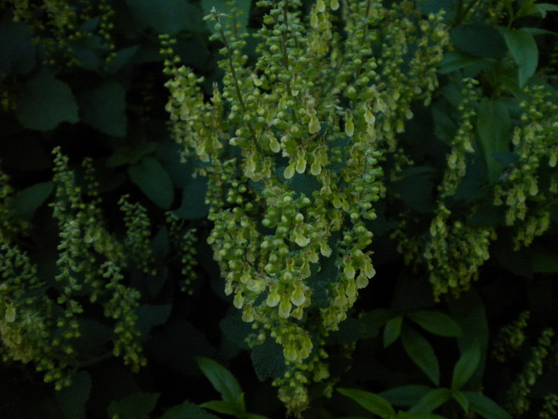 Teucrium scorodonia