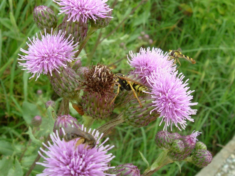 Polistes dominulus