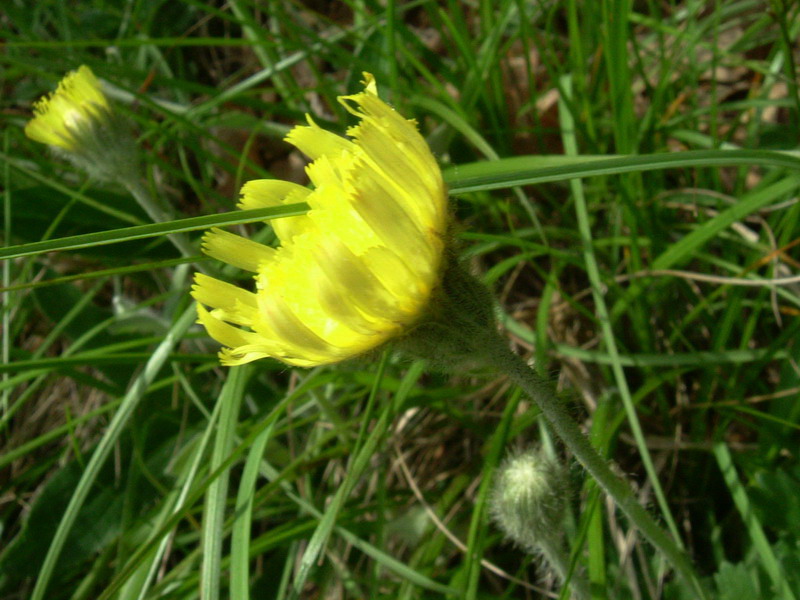 Fiore a foglie pelose con uncini?? Hieracium pilosella