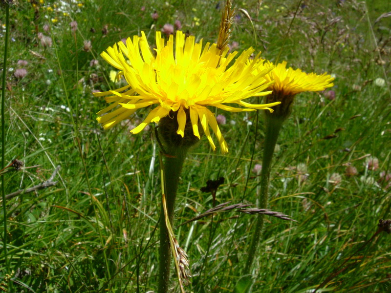 Hypochaeris uniflora / Costolina alpina