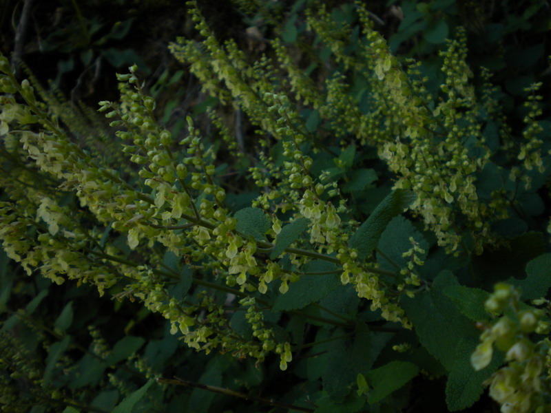 Teucrium scorodonia