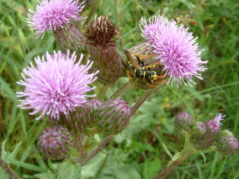 Polistes dominulus