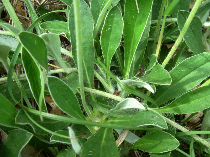 Fiore a foglie pelose con uncini?? Hieracium pilosella