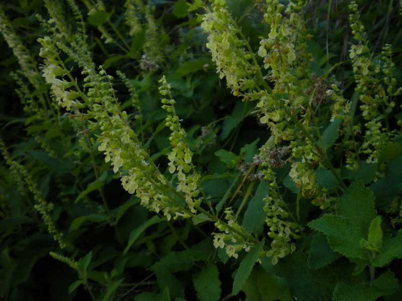 Teucrium scorodonia