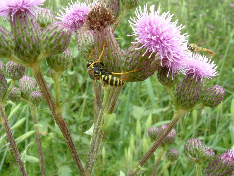 Polistes dominulus