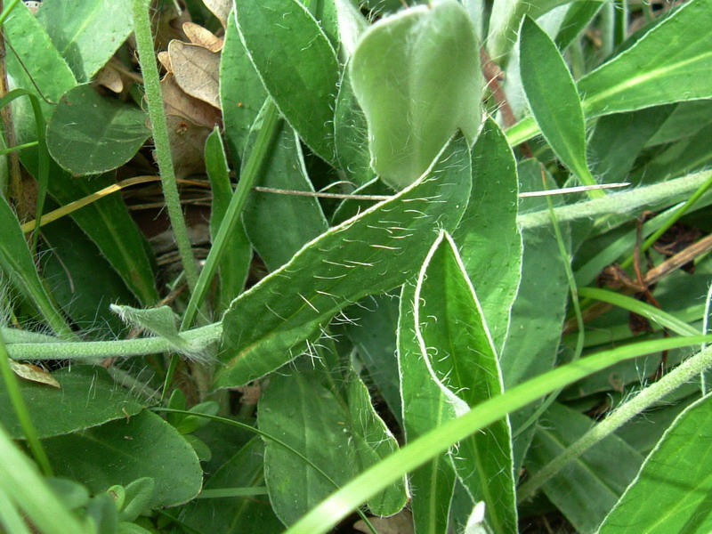 Fiore a foglie pelose con uncini?? Hieracium pilosella