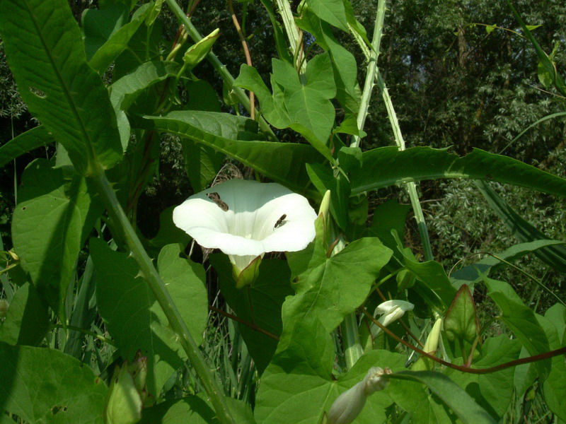 Calystegia sepium