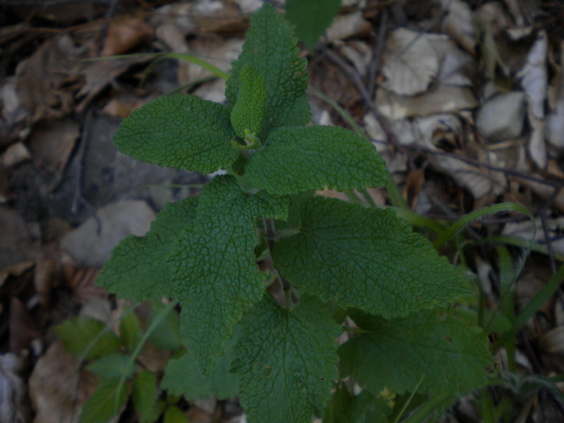 Teucrium scorodonia