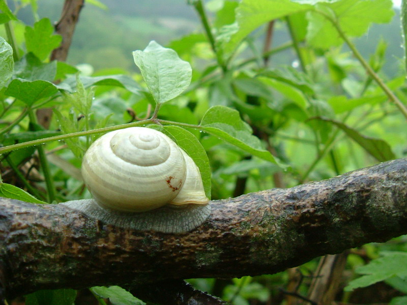 Lumache [galleria di Cepaea nemoralis]