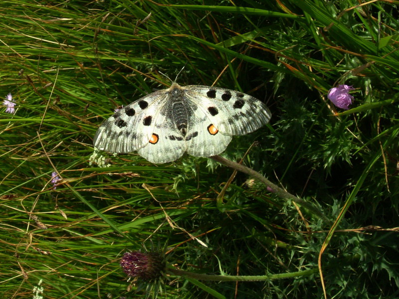 Parnassius apollo