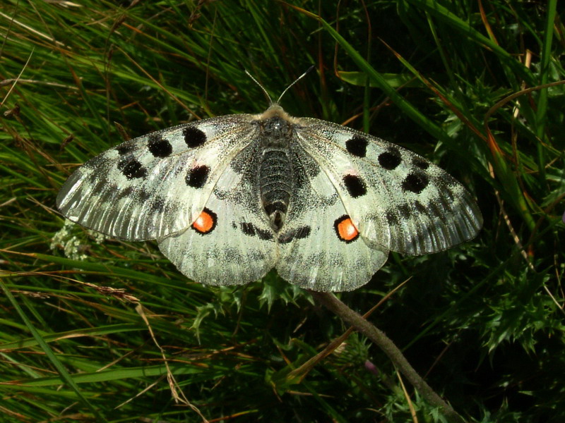 Parnassius apollo