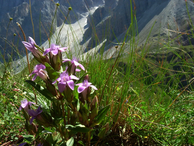 Dal passo Rolle 5 - Gentianella anisodonta