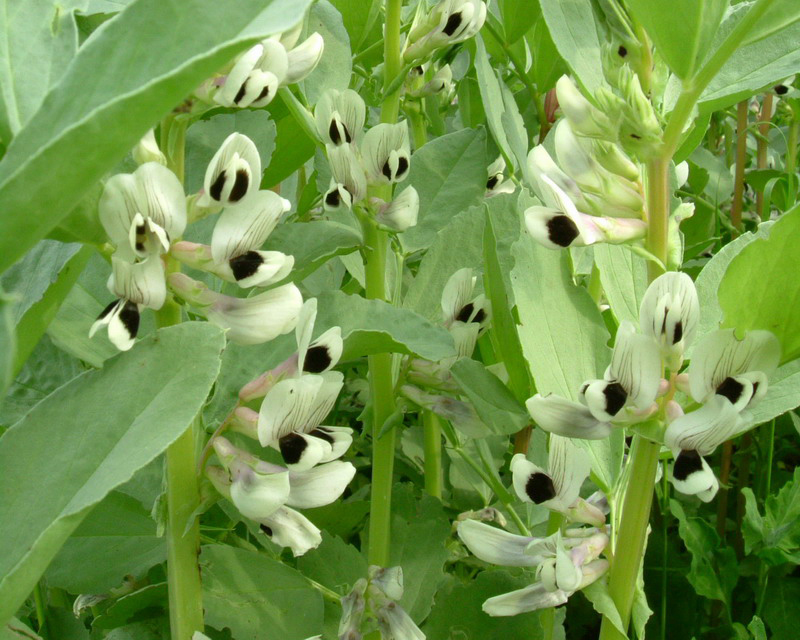 Vicia faba /Fava