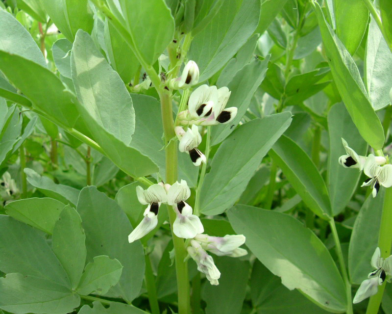 Vicia faba /Fava