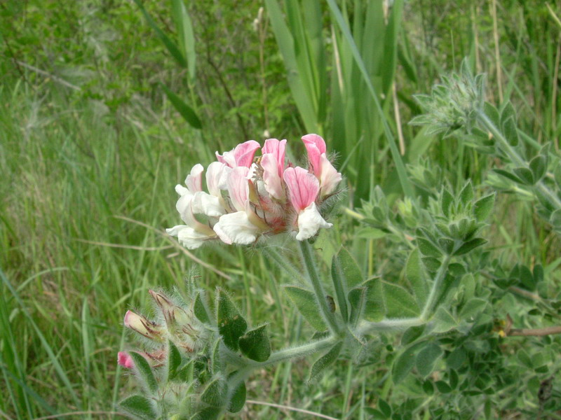 Lotus hirsutus (=Dorycnium hirsutum) / Trifoglino irsuto