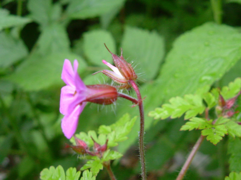 Oggi in appennino 2 Geranium robertianum