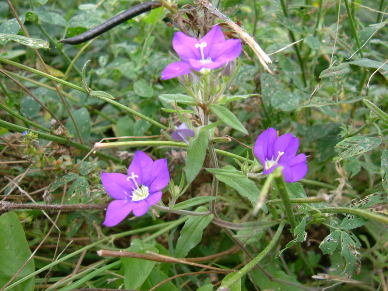 Legousia speculum-veneris / Specchio di Venere comune