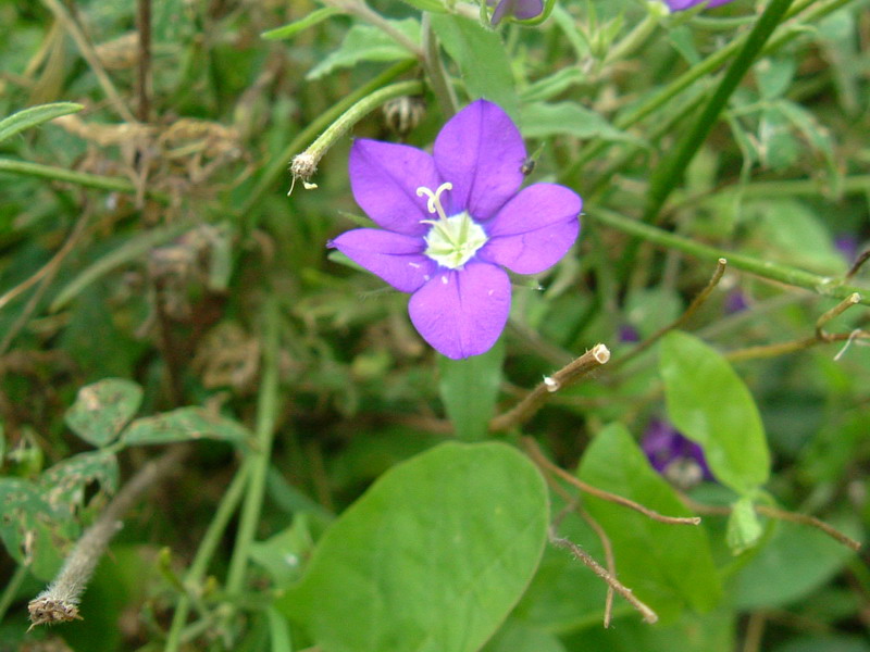 Legousia speculum-veneris / Specchio di Venere comune