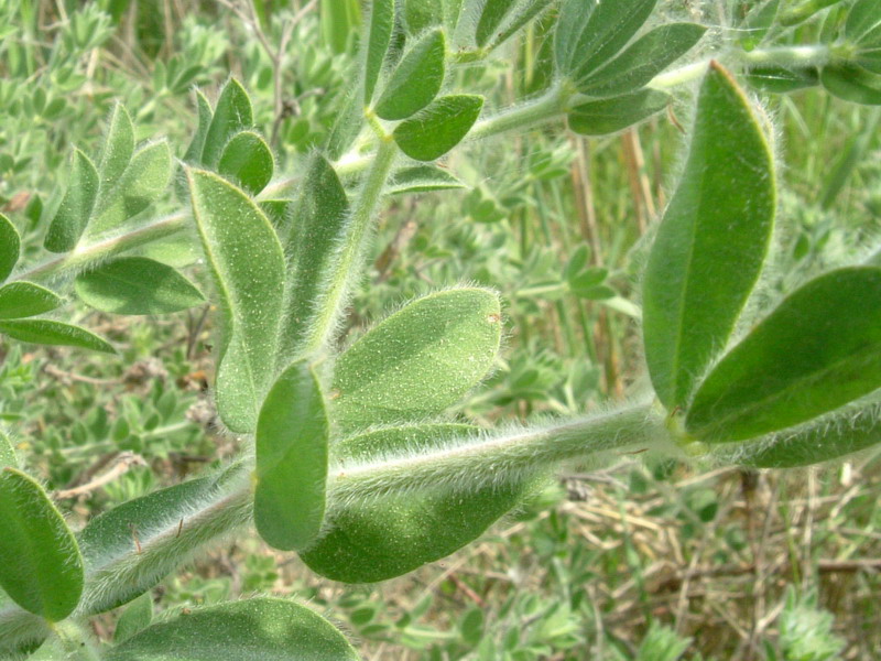 Lotus hirsutus (=Dorycnium hirsutum) / Trifoglino irsuto