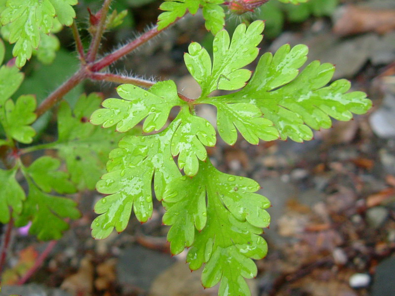 Oggi in appennino 2 Geranium robertianum