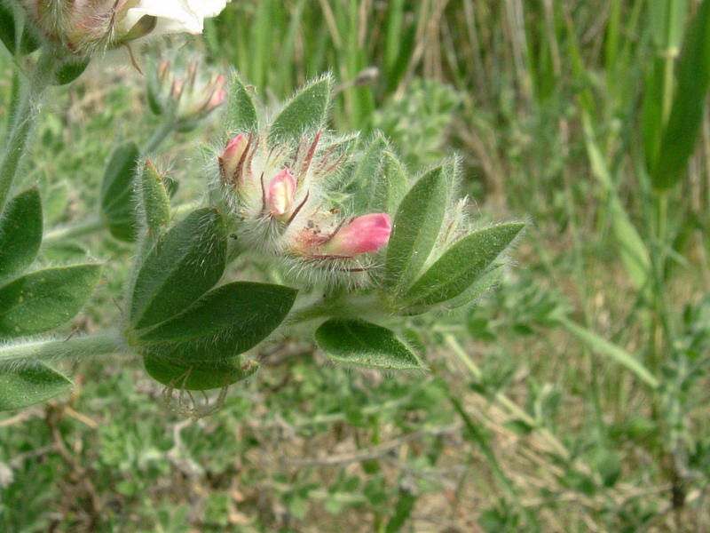 Lotus hirsutus (=Dorycnium hirsutum) / Trifoglino irsuto