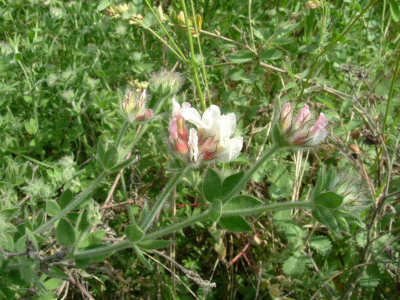 Lotus hirsutus (=Dorycnium hirsutum) / Trifoglino irsuto