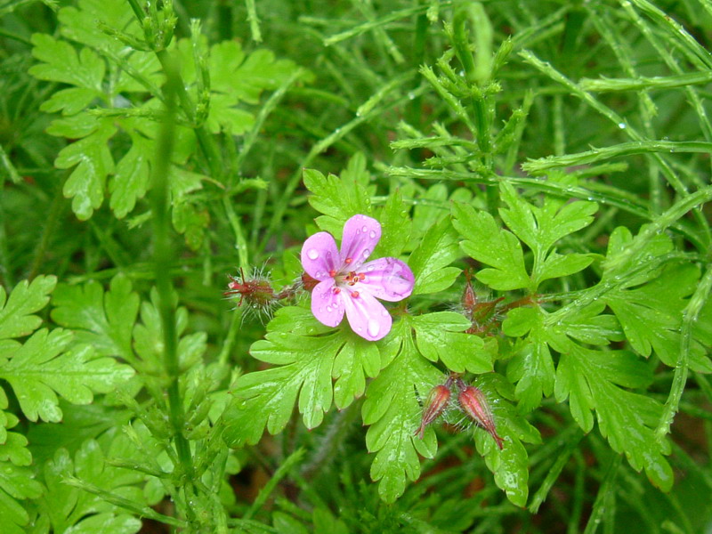 Oggi in appennino 2 Geranium robertianum