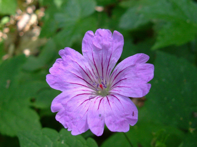 Geranium nodosum