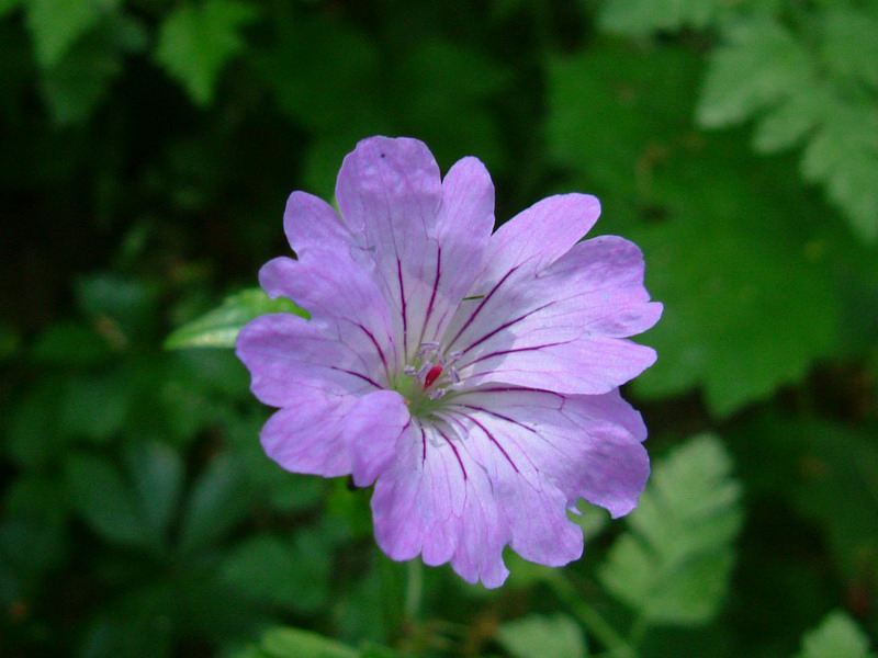 Geranium nodosum