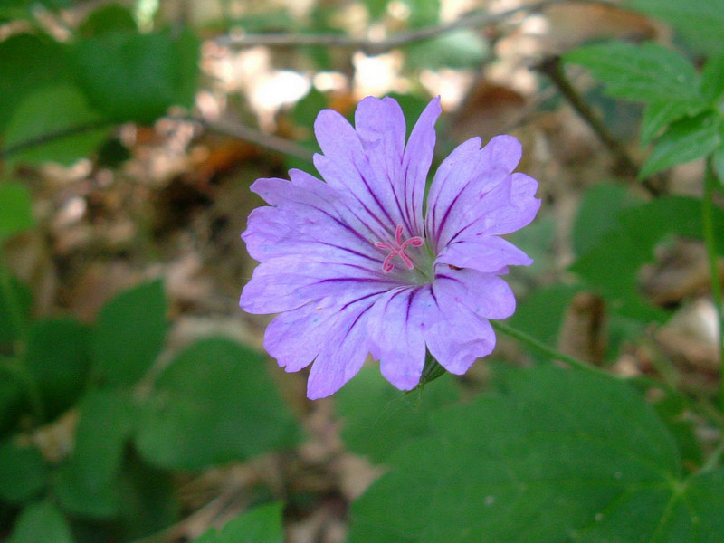 Geranium nodosum