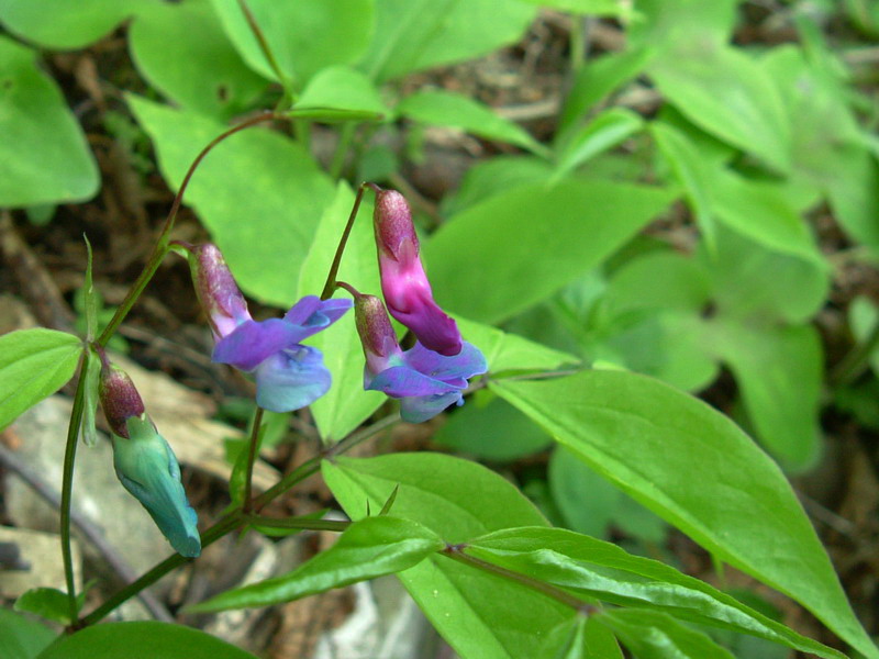 Lathyrus vernus