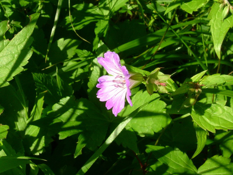 Sotto i faggi - Geranium nodosum