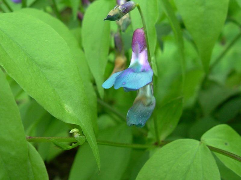 Lathyrus vernus