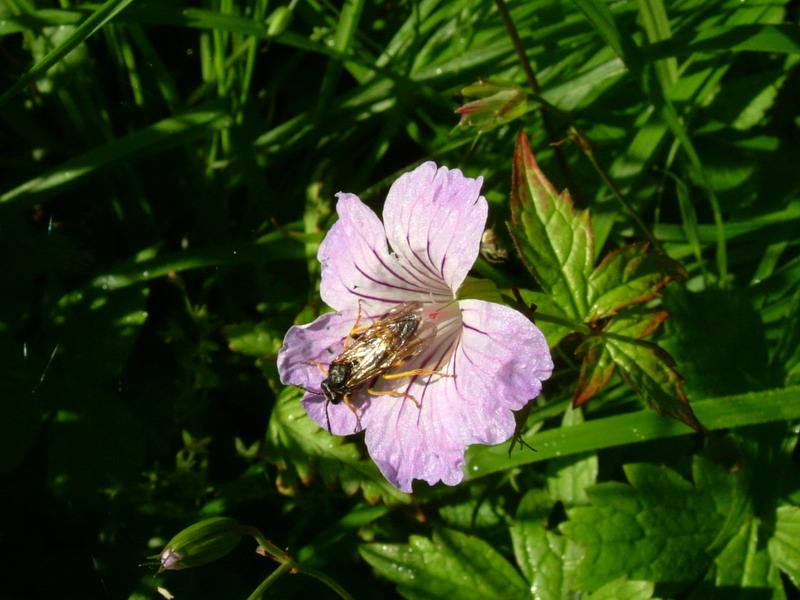 Sotto i faggi - Geranium nodosum