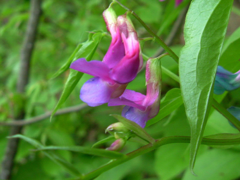 Lathyrus vernus