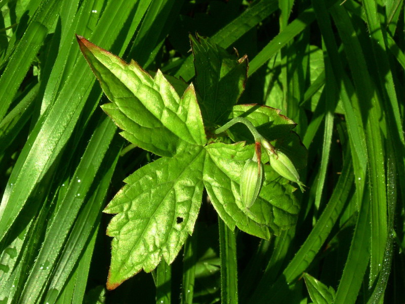 Sotto i faggi - Geranium nodosum