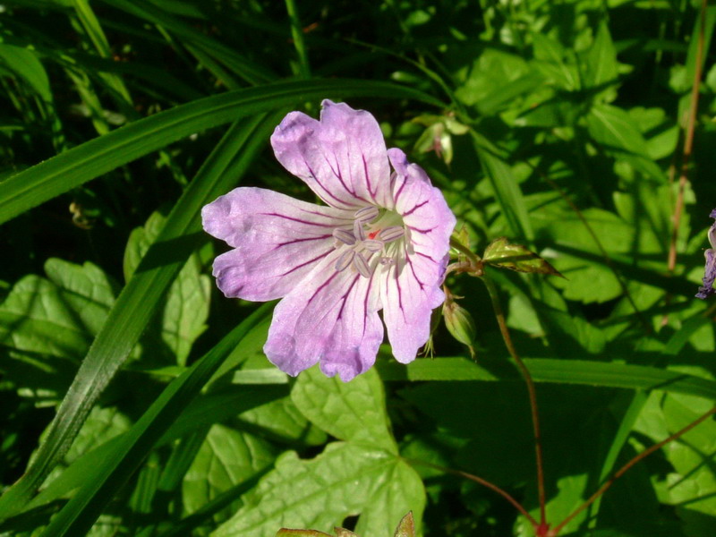 Sotto i faggi - Geranium nodosum