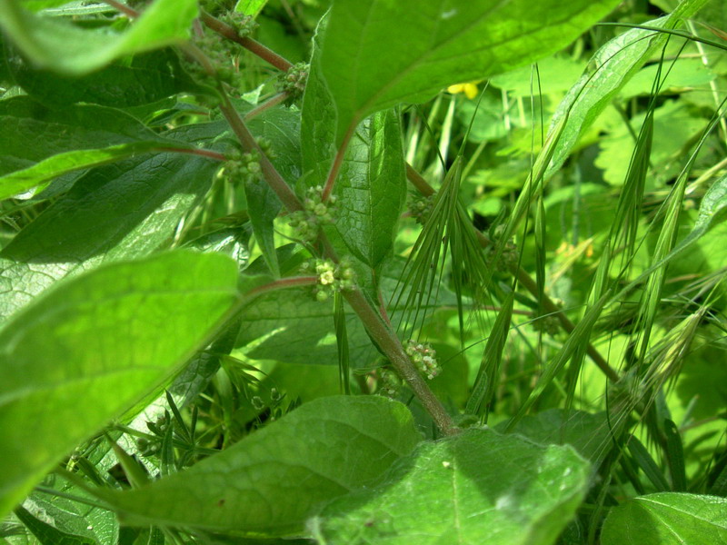 Sembra un ortica???? - Parietaria sp.