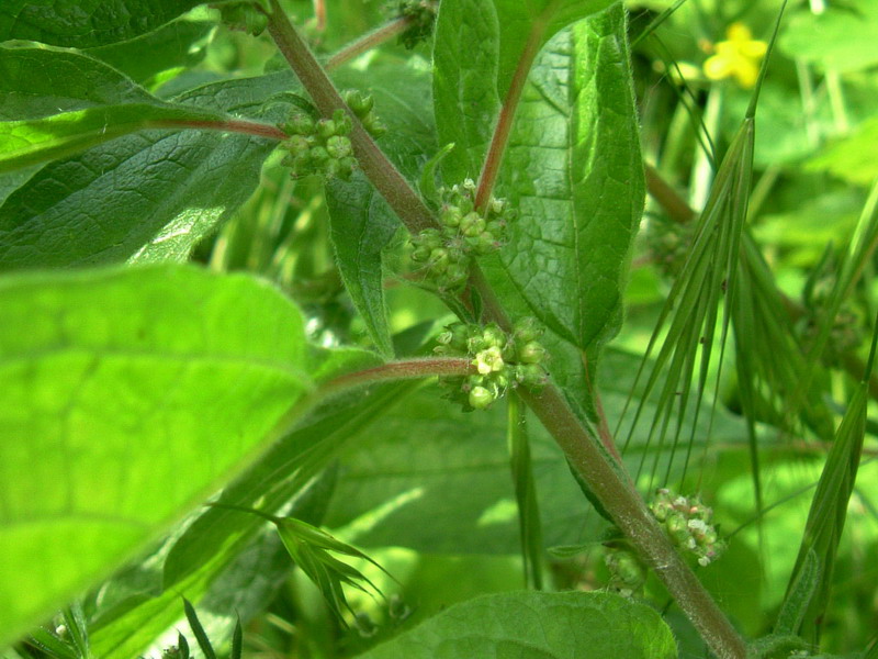 Sembra un ortica???? - Parietaria sp.