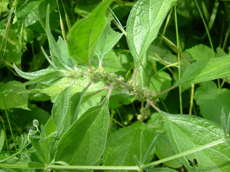 Sembra un ortica???? - Parietaria sp.