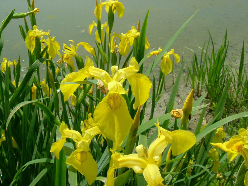 Limniris  (=Iris ) pseudacorus / Giaggiolo acquatico