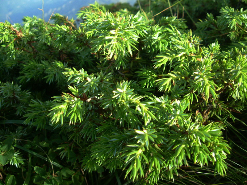 Juniperus communis / Ginepro comune